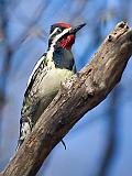 Yellow-bellied Sapsucker_53068